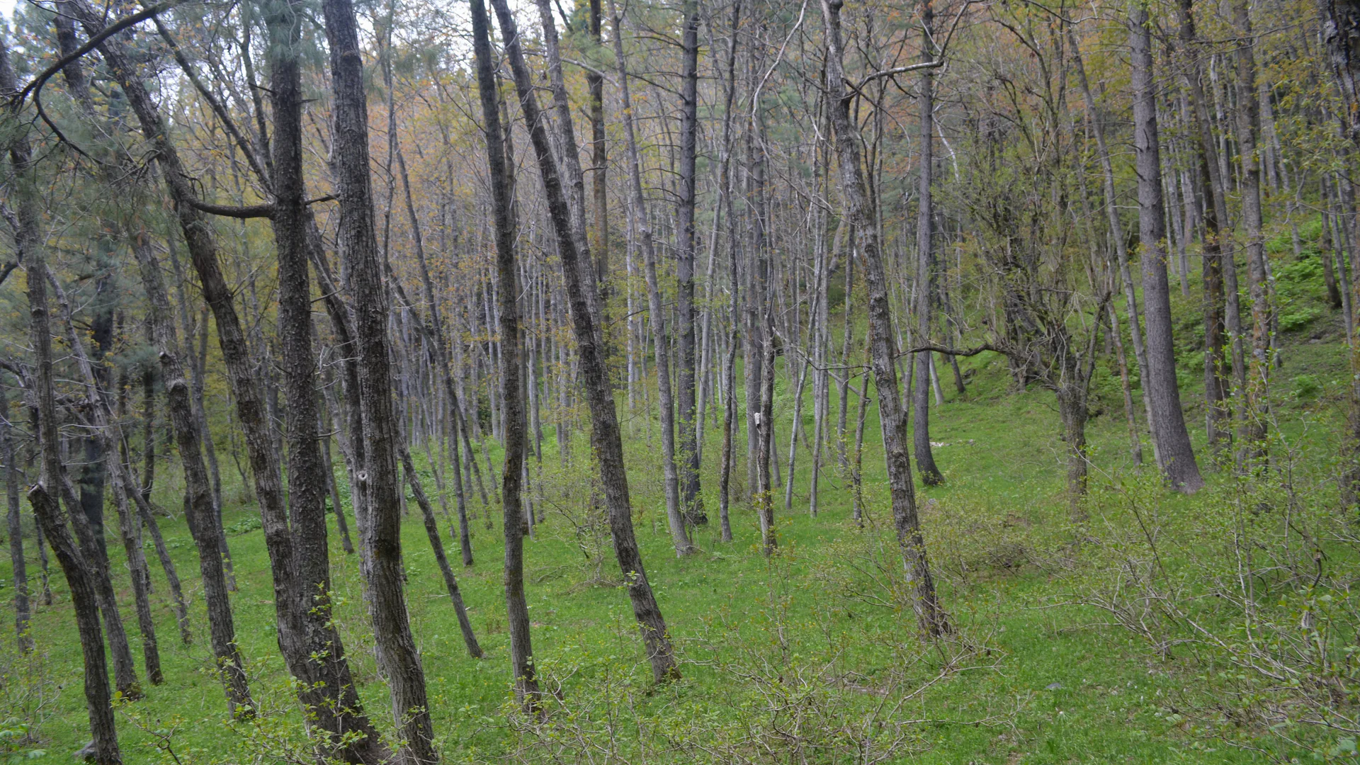 Tall woodland across the green forest floor in Sharan Forest, Kaghan Valley