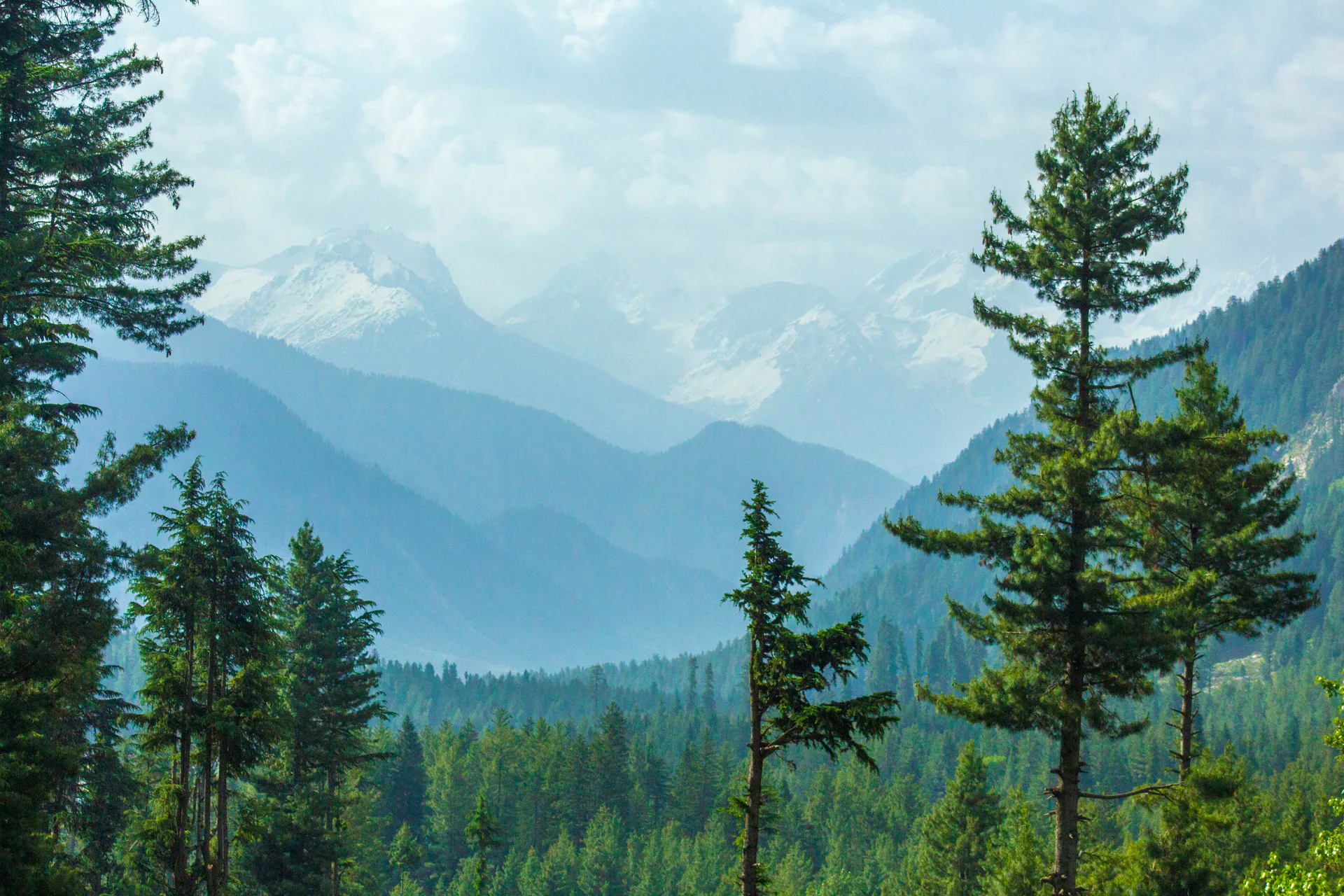 Pine forest rising toward snow-covered mountains in Kumrat Valley, Pakistan